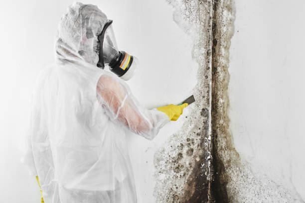 Best Emergency Mold Remediation in Bethlehem Village, CT